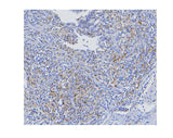 Anti-STAT1 Antibody Picoband® (monoclonal, 12C7 Boster Bio