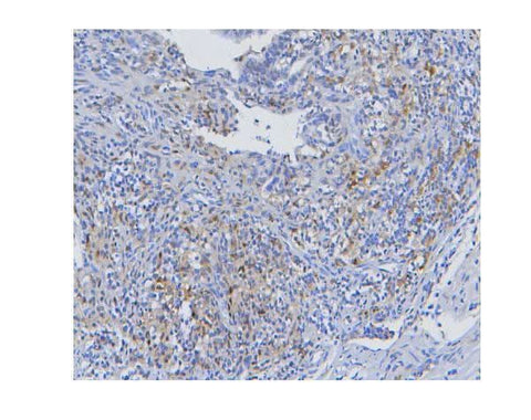 Anti-STAT1 Antibody Picoband® (monoclonal, 12C7 Boster Bio