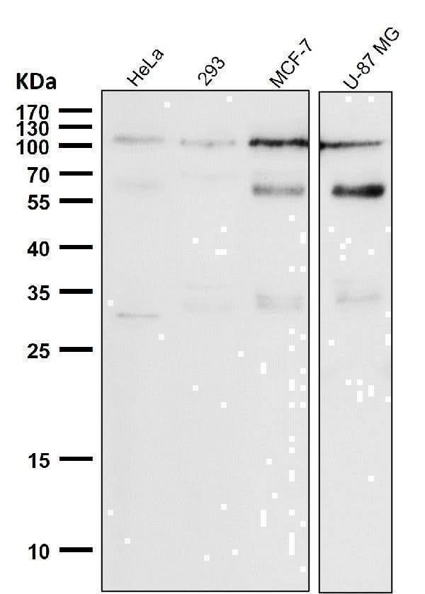 Anti-Phospho-Rb (S780) Rabbit Monoclonal Antibody Boster Bio