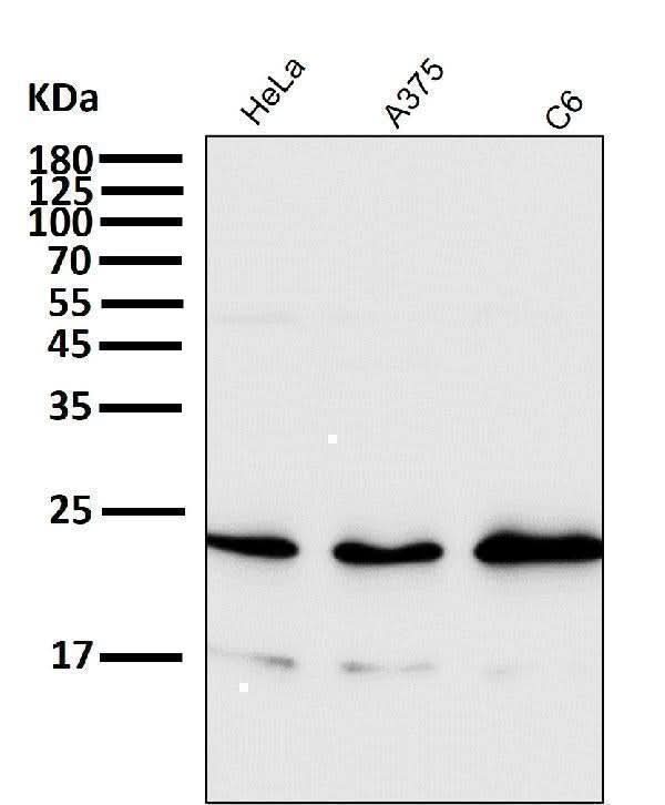 Anti-Rac1/2/3 Rabbit Monoclonal Antibody Boster Bio