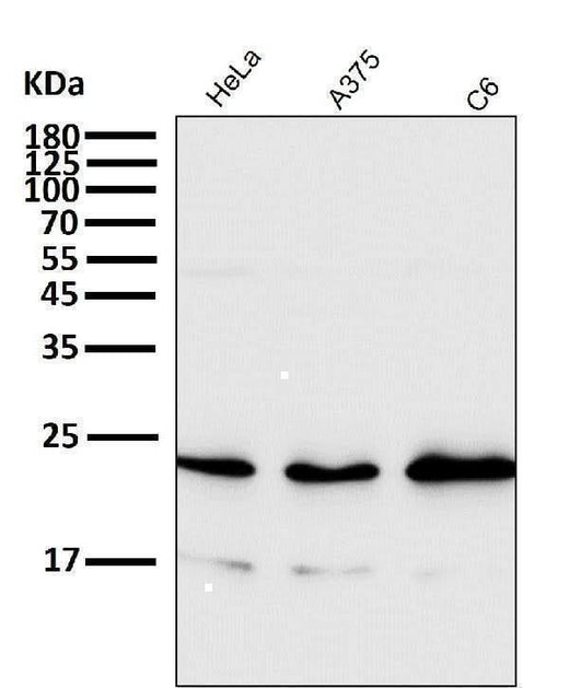 Anti-Rac1/2/3 Rabbit Monoclonal Antibody Boster Bio