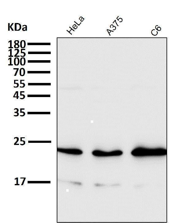 Anti-Rac1/2/3 Rabbit Monoclonal Antibody Boster Bio