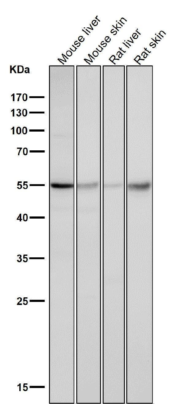 Anti-Caspase-8 CASP8 Rabbit Monoclonal Antibody Boster Bio