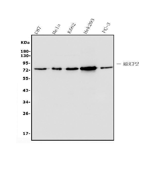 Anti-MECP2 Antibody Picoband® (monoclonal, 2G3 Boster Bio
