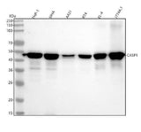 Anti-Caspase-1 + p10 + p12 Rabbit Monoclonal Antibody Boster Bio