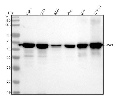 Anti-Caspase-1 + p10 + p12 Rabbit Monoclonal Antibody Boster Bio