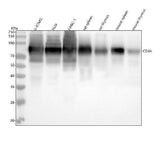 Anti-CD44 Rabbit Monoclonal Antibody Boster Bio
