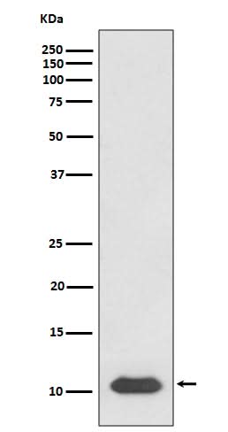Anti-SDF1 CXCL12 Rabbit Monoclonal Antibody Boster Bio