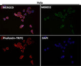 Anti-Fas/Cd95 Rabbit Monoclonal Antibody Boster Bio