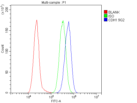 Anti-E Cadherin 1 CDH1 Antibody Picoband® (monoclonal, 9G2 Boster Bio