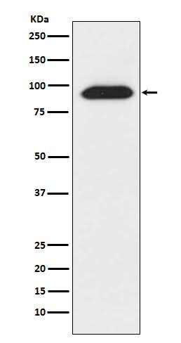 Anti-CLOCK Monoclonal Antibody Boster Bio