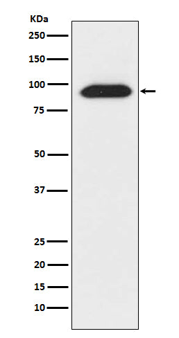 Anti-CLOCK Monoclonal Antibody Boster Bio
