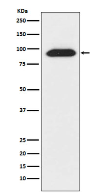 Anti-CLOCK Monoclonal Antibody Boster Bio