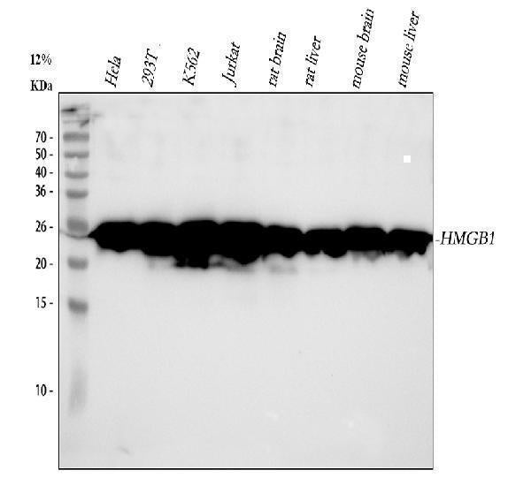 Anti-HMGB1/Hmg 1 Rabbit Monoclonal Antibody Boster Bio