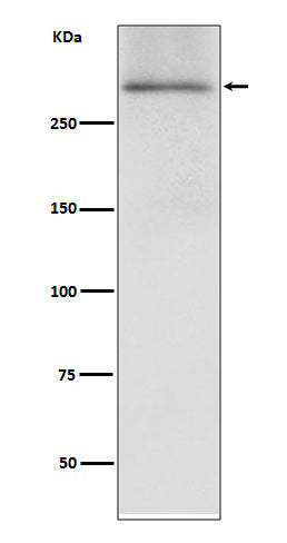 Anti-Dystrophin DMD Rabbit Monoclonal Antibody Boster Bio