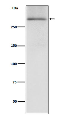 Anti-Dystrophin DMD Rabbit Monoclonal Antibody Boster Bio