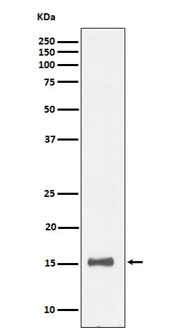 Anti-IL13 Rabbit Monoclonal Antibody Boster Bio