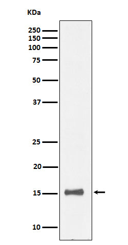 Anti-IL13 Rabbit Monoclonal Antibody Boster Bio