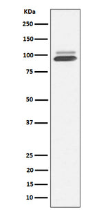 Anti-Nrf2 NFE2L2 Rabbit Monoclonal Antibody Boster Bio