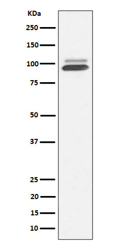 Anti-Nrf2 NFE2L2 Rabbit Monoclonal Antibody Boster Bio