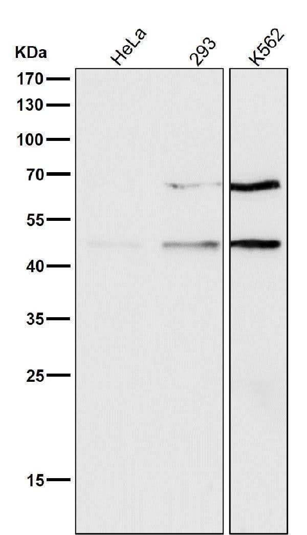 Anti-pro Caspase 9 CASP9 Rabbit Monoclonal Antibody Boster Bio