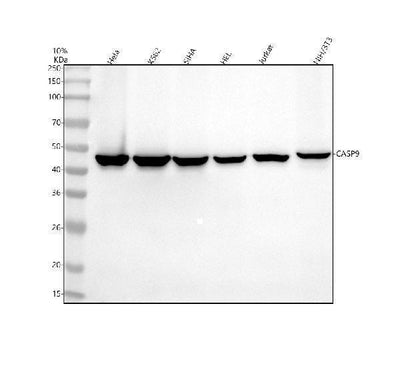 Anti-cleaved Caspase-9 CASP9 Rabbit Monoclonal Antibody Boster Bio