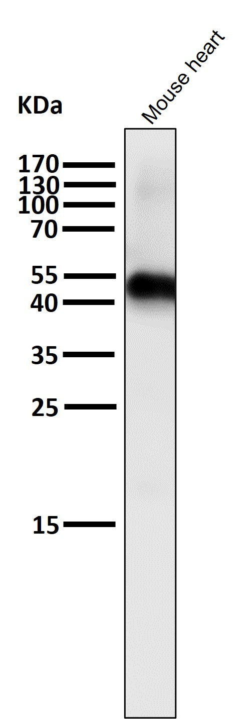 Anti-Caspase-9 CASP9 Rabbit Monoclonal Antibody Boster Bio