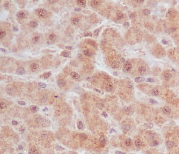 Anti-Caspase-9 CASP9 Rabbit Monoclonal Antibody Boster Bio