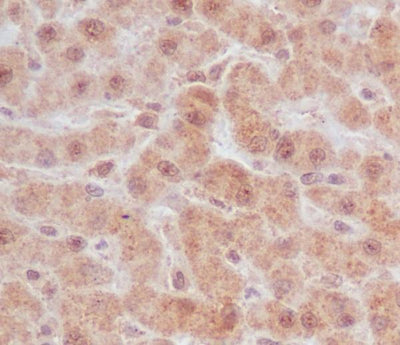 Anti-Caspase-9 CASP9 Rabbit Monoclonal Antibody Boster Bio