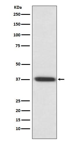 Anti-Rhodopsin Rabbit Monoclonal Antibody Boster Bio