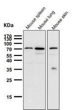 Anti-Cox2 PTGS2 Monoclonal Antibody Boster Bio