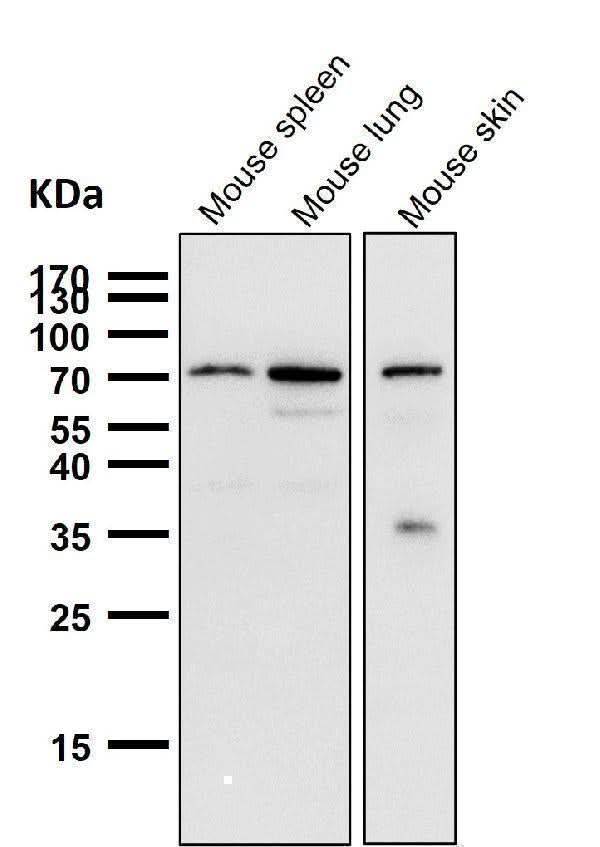 Anti-Cox2 PTGS2 Monoclonal Antibody Boster Bio