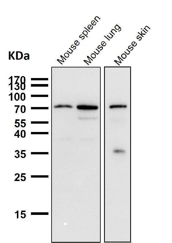 Anti-Cox2 PTGS2 Monoclonal Antibody Boster Bio