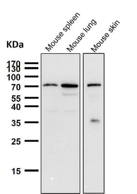 Anti-Cox2 PTGS2 Monoclonal Antibody Boster Bio