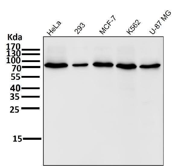 Anti-COX2 PTGS2 Rabbit Monoclonal Antibody Boster Bio