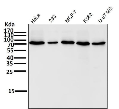 Anti-COX2 PTGS2 Rabbit Monoclonal Antibody Boster Bio