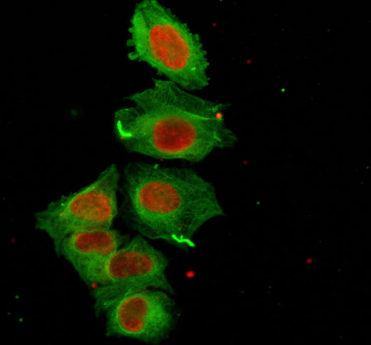 Boster M00097-11 IF/ICC image