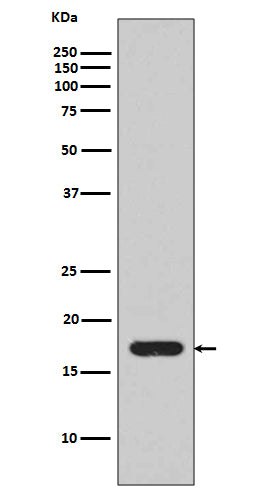 Anti-IL1 beta Rabbit Monoclonal Antibody Boster Bio