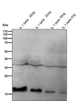 Anti-IL1 beta Rabbit Monoclonal Antibody Boster Bio