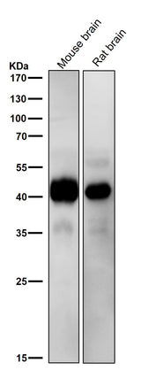 Anti-ERK1 MAPK3 Rabbit Monoclonal Antibody Boster Bio