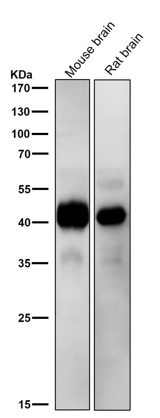 Anti-ERK1 MAPK3 Rabbit Monoclonal Antibody Boster Bio