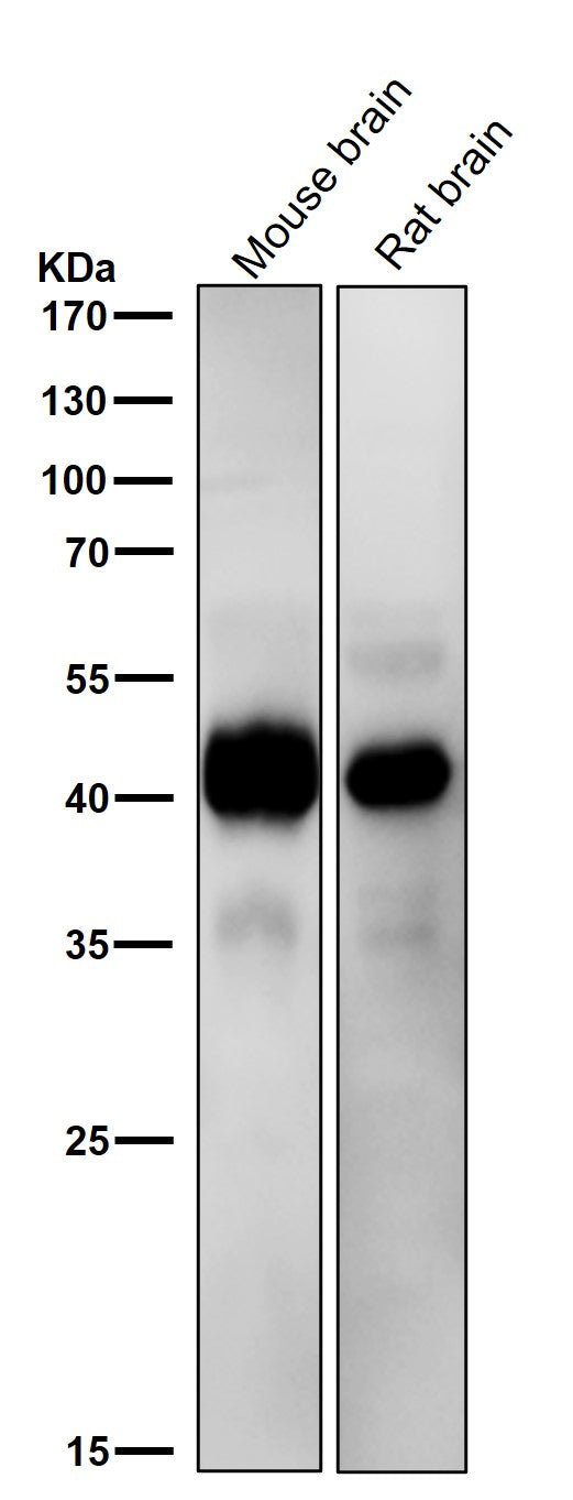 Anti-ERK1 MAPK3 Rabbit Monoclonal Antibody Boster Bio