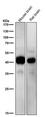 Anti-ERK1 MAPK3 Rabbit Monoclonal Antibody Boster Bio