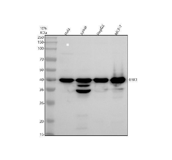 Anti-ERK1 MAPK3 Rabbit Monoclonal Antibody Boster Bio