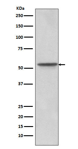 Anti-Src Rabbit Monoclonal Antibody Boster Bio