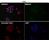 Anti-Src Rabbit Monoclonal Antibody Boster Bio