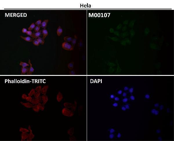 Anti-Src Rabbit Monoclonal Antibody Boster Bio