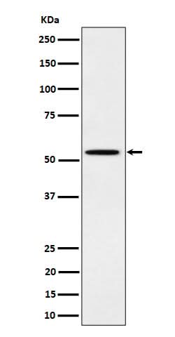 Anti-Phospho-Src (Y529) Rabbit Monoclonal Antibody Boster Bio