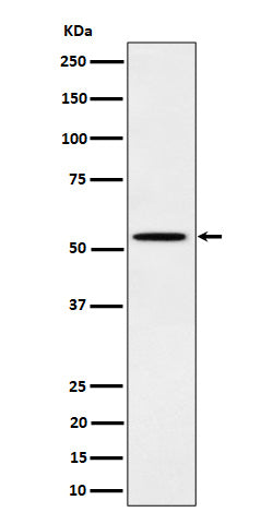 Anti-Phospho-Src (Y529) Rabbit Monoclonal Antibody Boster Bio