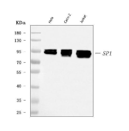 Anti-SP1 Antibody Picoband® (monoclonal, 3C4C3 Boster Bio